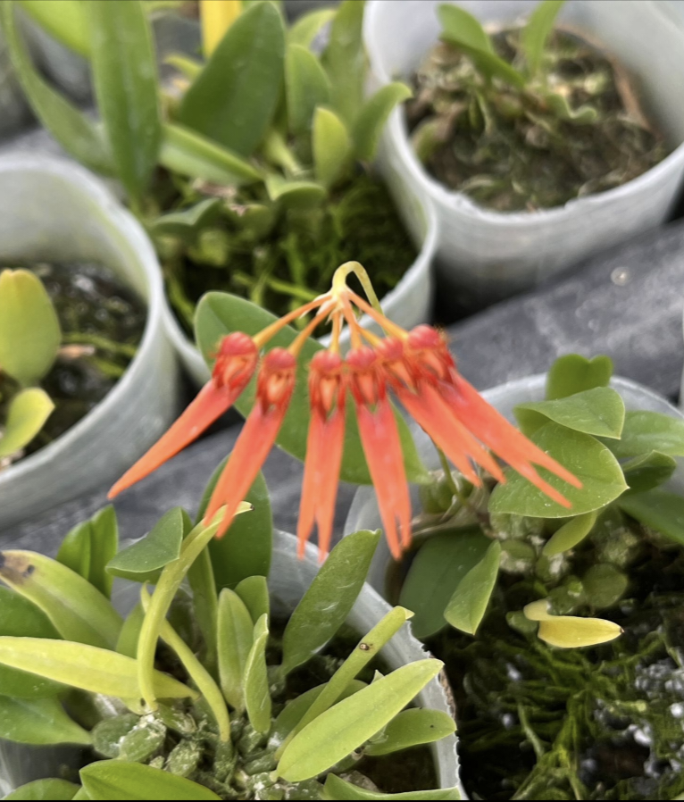 Catalogue — Flora Peculia